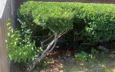 Photo of Matthew D.'s yard after getting landscaping in Bristol, RI