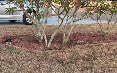 Photo of Cynthia & Patrick L.'s yard after getting landscaping in Port Richey, FL