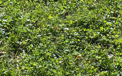 Photo of David S.'s yard after getting landscaping in Catharpin, VA