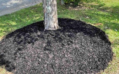 Photo of Rachel M.'s yard after getting landscaping in Jasper, AL
