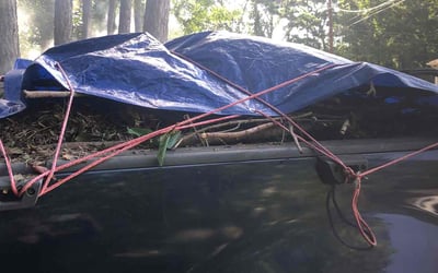 Photo of Yanette F.'s yard after getting tree care in Texas City, TX