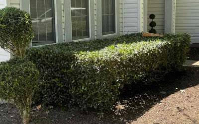 Photo of Bradley D.'s yard after getting landscaping in Suffolk, VA