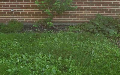 Photo of Judy H.'s yard after getting landscaping in Raymond, OH