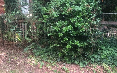 Photo of Charles B.'s yard after getting landscaping in Powhatan, VA