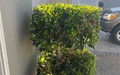 Photo of Jeff D.'s yard after getting landscaping in San Jose, CA