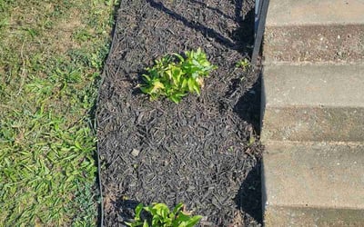 Photo of James A.'s yard after getting landscaping in Glen Rock, PA