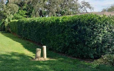 Photo of Mark E.'s yard after getting landscaping in Estero, FL