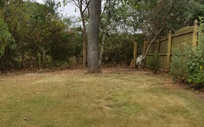 Photo of Marguerite B.'s yard after getting tree care in Fayetteville, GA