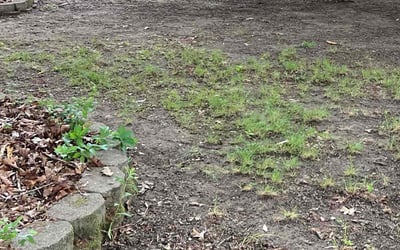 Photo of Camille H.'s yard after getting landscaping in Cobbs Creek, VA