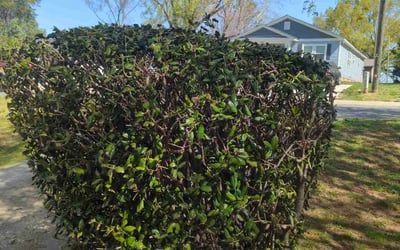 Photo of Michael S.'s yard after getting landscaping in Pineville, NC