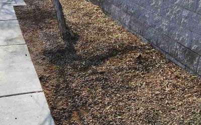 Photo of James L.'s yard after getting landscaping in Laughlin, NV