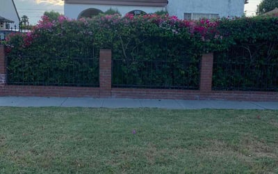 Photo of Beverly C.'s yard after getting landscaping in Sherman Oaks, CA
