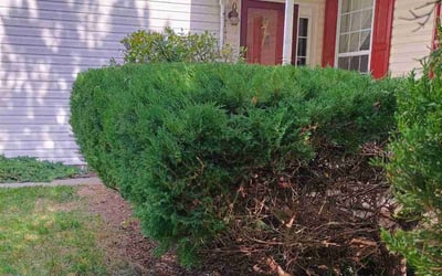 Photo of Jeff D.'s yard after getting landscaping in West Chester, PA