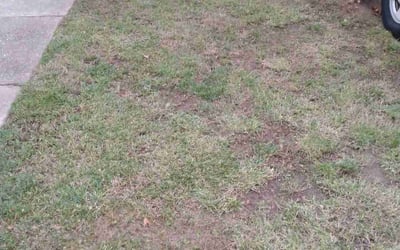 Photo of Shawnett J.'s yard after getting landscaping in Claymont, DE