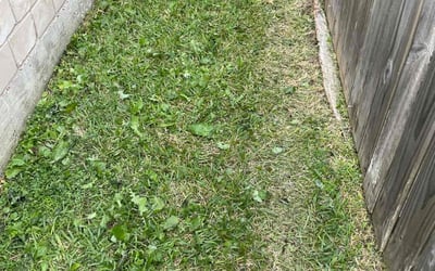 Photo of Anna H.'s yard after getting landscaping in Corpus Christi, TX