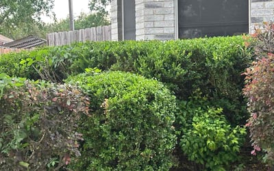 Photo of Laura E.'s yard after getting landscaping in Rhome, TX