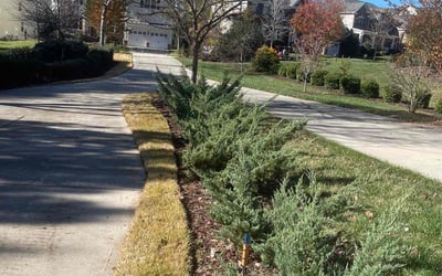 Photo of Peter N.'s yard after getting landscaping in Carrboro, NC
