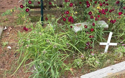 Photo of Olivia B.'s yard after getting landscaping in Selma, NC