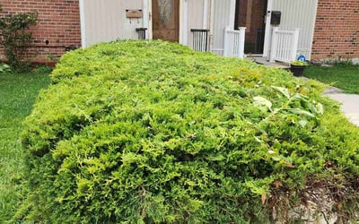 Photo of Robinette B.'s yard after getting tree care in Stafford, VA