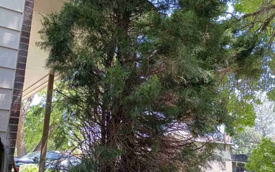 Photo of Sasha G.'s yard after getting landscaping in Empire, CO