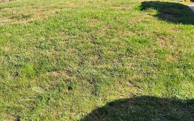 Photo of Eric G.'s yard after getting landscaping in Asheville, NC