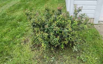 Photo of Barbara H.'s yard after getting tree care in Trenton, OH