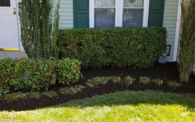 Photo of Mary A.'s yard after getting landscaping in Damascus, MD
