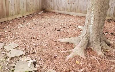 Photo of Chris C.'s yard after getting landscaping in Stowell, TX