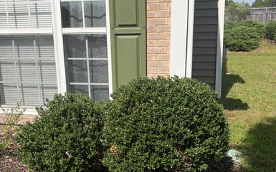 Photo of Michael J.'s yard after getting landscaping in Micro, NC