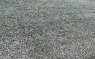 Photo of Randy S.'s yard after getting landscaping in Aurora, IN
