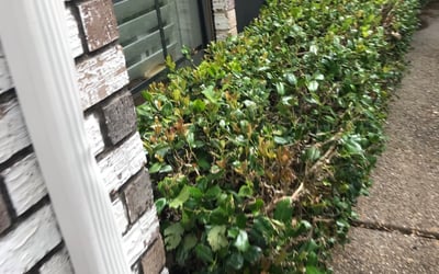 Photo of Tina R.'s yard after getting landscaping in Josephine, TX