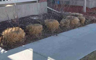Photo of Diana D.'s yard after getting landscaping in Larkspur, CO