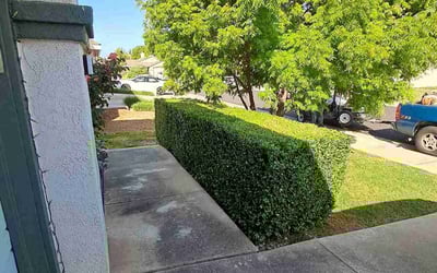 Photo of Paul S.'s yard after getting landscaping in Elk Grove, CA