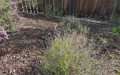 Photo of Guy D.'s yard after getting landscaping in Agate, CO
