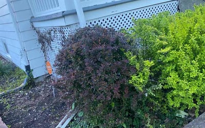 Photo of Gregory M.'s yard after getting lawn care in Westmont, IL