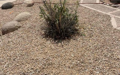 Photo of Ravi G.'s yard after getting tree care in Marana, AZ