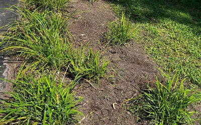 Photo of Pamela M.'s yard after getting landscaping in Ladysmith, VA