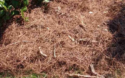 Photo of Jack P.'s yard after getting landscaping in Monroe, GA