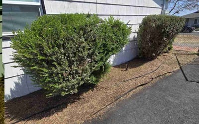 Photo of Jimmy L.'s yard after getting landscaping in Lemon Grove, CA