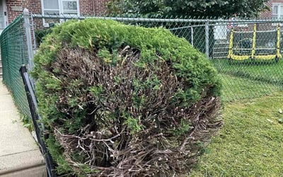 Photo of Carla S.'s yard after getting tree care in Lancaster, PA