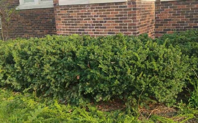 Photo of Jason F.'s yard after getting landscaping in Joliet, IL