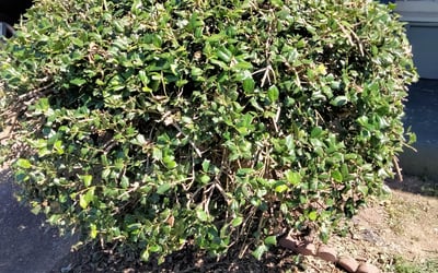 Photo of Brittany S.'s yard after getting landscaping in Somerville, TN