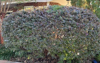 Photo of John G.'s yard after getting tree care in Chester, SC