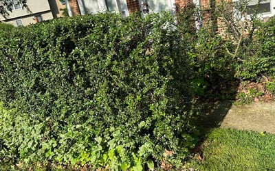 Photo of Ryan R.'s yard after getting landscaping in Shawnee, OH