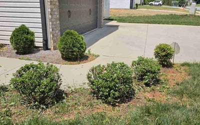 Photo of Sarah A.'s yard after getting landscaping in High Point, NC