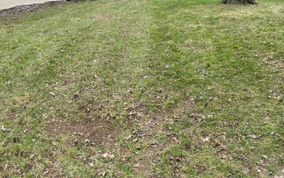 Photo of Michael W.'s yard after getting landscaping in Canton, OH