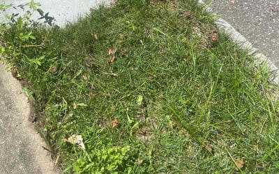 Photo of Ken L.'s yard after getting landscaping in Melville, NY