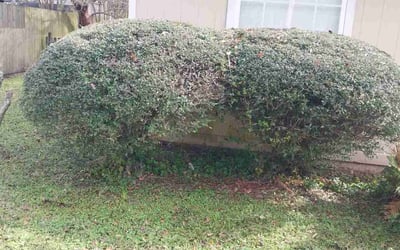 Photo of Crystal S.'s yard after getting landscaping in Saint Augustine, FL
