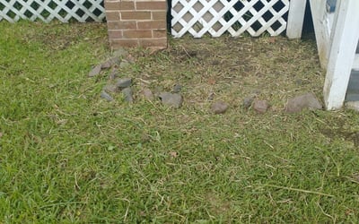 Photo of Rosilene B.'s yard after getting lawn care in Longview, TX