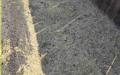 Photo of Jimmy L.'s yard after getting landscaping in Lemon Grove, CA